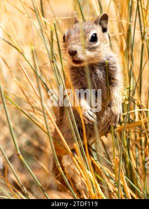 An adult golden-mantled ground squirrel (Callospermophilus lateralis), in Bryce Canyon National Park, Utah, United States of America, North America Stock Photo
