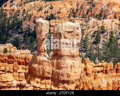 Red rock formations known as hoodoos in Bryce Canyon National Park, Utah, United States of America, North America Stock Photo