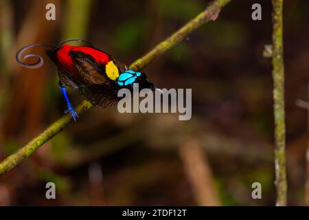 A male Wilson's bird-of-paradise (Cicinnurus respublica), in courtship display on Waigeo Island, Raja Ampat, Indonesia, Southeast Asia, Asia Stock Photo