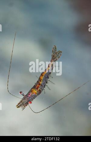 An adult red cherry shrimp (Neocaridina davidi), out over the reef off Wohof Island, Raja Ampat, Indonesia, Southeast Asia, Asia Stock Photo