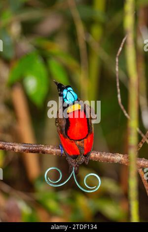 A Male Wilson s Bird of paradise Cicinnurus Respublica In Courtship a-male-wilson-s-bird-of-paradise-cicinnurus-respublica-in-courtship