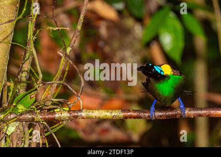 A male Wilson's bird-of-paradise (Cicinnurus respublica), in courtship display on Waigeo Island, Raja Ampat, Indonesia, Southeast Asia, Asia Stock Photo