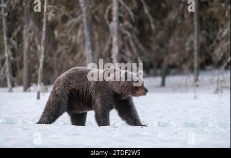 Eurasian brown bear (Ursus arctos arctos) covered in frost on snow covered swamp, Finland, Europe Stock Photo