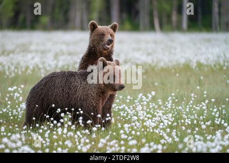 Eurasian brown bear (Ursus arctos arctos) cubs in swamp filled with flowering cotton grass, Finland, Europe Stock Photo