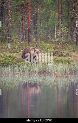Eurasian brown bear (Ursus arctos arctos) beside lake, Finland, Europe Stock Photo