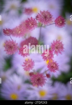Astrantia with a background of Aster frikartii monch, United Kingdom, Europe Stock Photo