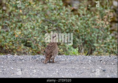 Spruce Grouse (Canachites canadensis) in dense Canadian wilderness, Canadian Rocky Mountains, Alberta, Canada, North America Stock Photo