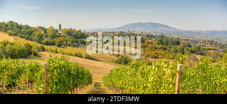 View of vineyard near Torraccia and San Marino in background, San Marino, Italy, Europe Stock Photo