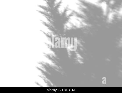 Shadow from pampas grass, overlay effect. Realistic gray shadow on white background. Applicable for product presentation, photos, backdrop. Sun light Stock Photo