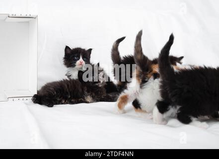 Little playful kittens on a white sheet. Stock Photo