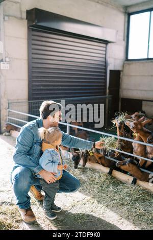 Little daughter watching dad squatting and feeding hay to goats in paddock Stock Photo