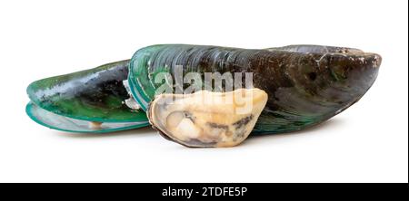 Steamed or cooked food of fresh beautiful green mussels in stack is isolated on white background with clipping path Stock Photo