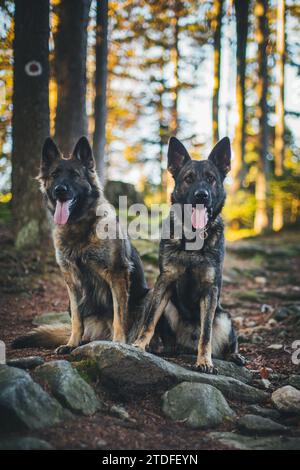 Two German Shepherd Dogs (Alsatians) sitting in the forest Stock Photo