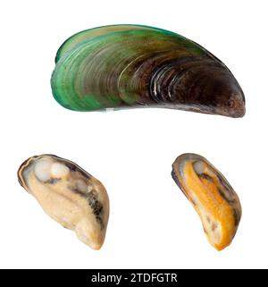 Top view of cooked or steamed green mussels meat with shell is isolated on white background with clipping path. Stock Photo