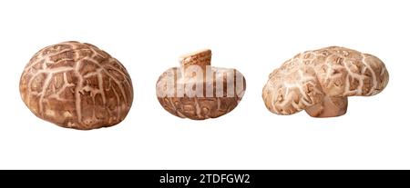 Set of fresh and dry shiitake mushrooms is isolated on white background with clipping path. Japanese and Chinese herb Stock Photo