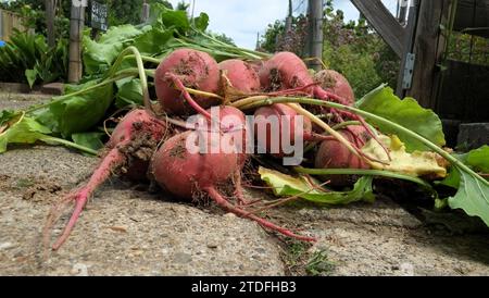 bunch of fresh harvested beetroot Stock Photo