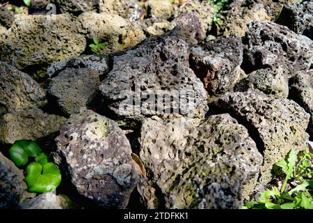 Basalt in Jeju Island, South Korea Stock Photo