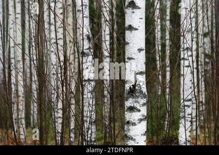 Birch tree trunks in autumn forest, close up. Stock Photo