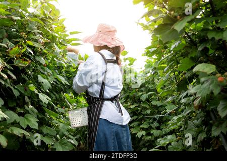 Young female farmer is harvesting raspberries in a raspberry field Stock Photo