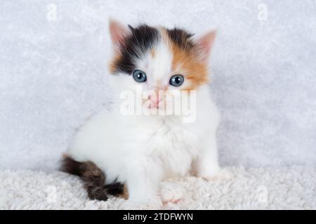 Portrait of small tricolor kitten. Tiny tortoiseshell kitten. Stock Photo