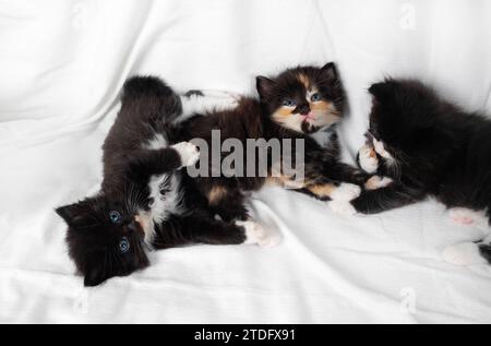 Cute little kittens lying on white cloth background. Stock Photo