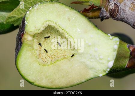 Feige, Echte Feige, Feigen, Feigenbaum, Feigenblüte, Feigenblüten, Blüte, Blüten, Blütenstände, Blütenstand, Querschnitt durch den flaschenförmigen Bl Stock Photo