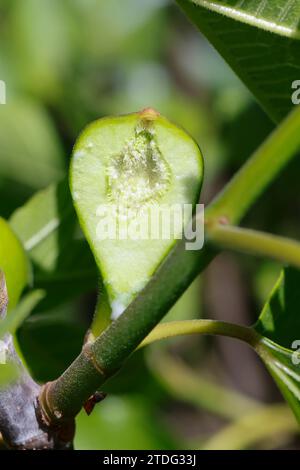 Feige, Echte Feige, Feigen, Feigenbaum, Feigenblüte, Feigenblüten, Blüte, Blüten, Blütenstände, Blütenstand, Querschnitt durch den flaschenförmigen Bl Stock Photo