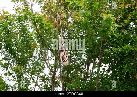 Wollafter, Frühlings-Wollafter, Raupe, Raupen, Raupengespinst, Gespinst, Nest, Birkennestspinner, Eriogaster lanestris, Bombyx lanestris, Small Eggar, Stock Photo