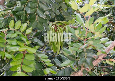 Johannisbrotbaum, Johannis-Brotbaum, unreife Früchte Ceratonia siliqua, Carob, St John´s Bread, fruit, Caroubier Stock Photo