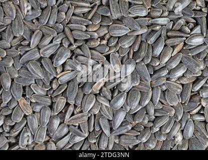 Sunflower seeds in a close-up Stock Photo