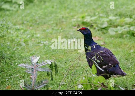 Birkhahn,Lyrurus tetrix,Black Grouse Stock Photo