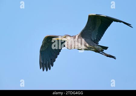 Graureiher, Ardea cinerea, grey heron Stock Photo