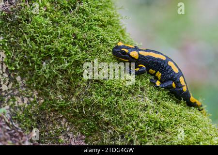 Feuersalamander, Salamandra salamandra, european fire salamander Stock Photo