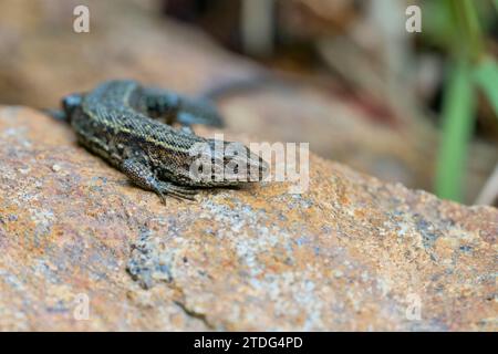 Waldeidechse,Zootoca vivipara,Common Lizard Stock Photo