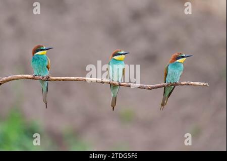 Bienenfresser, European bee eater, Merops apiaster Stock Photo
