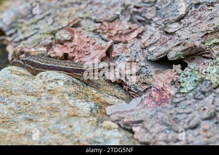 Waldeidechse,Zootoca vivipara,Common Lizard Stock Photo