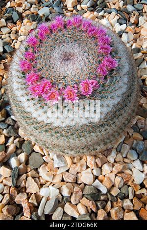 Mammillaria klissingiana, Cactaceae. Ornamental succulent plant. rare  cactus. globular shape, yellow flower Stock Photo - Alamy