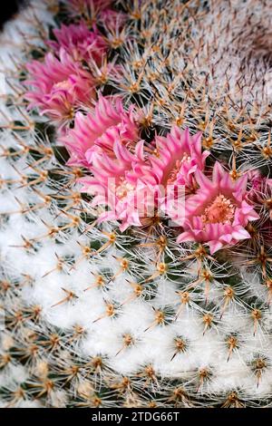 Mammillaria klissingiana, Cactaceae. Ornamental succulent plant. rare  cactus. globular shape, yellow flower Stock Photo - Alamy