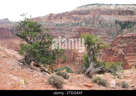 Colorado pinyon or pinyon pine (Pinus edulis) and Utah juniper (Juniperus osteosperma) at right. This photo was taken in Canyonlands National Park, Ut Stock Photo