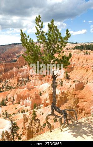 Limber pine (Pinus flexilis) is a coniferous tree native to western North America from Canada to Mexico. This photo was taken in Bryce Canyon National Stock Photo