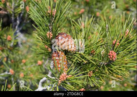 Aleppo pine (Pinus halepensis) is a coniferous tree native to Mediterranean Basin. It is specially abundant in eastern Spain. Cones and male flowers d Stock Photo