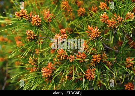 Aleppo pine (Pinus halepensis) is a coniferous tree native to Mediterranean Basin. It is specially abundant in eastern Spain. Male flowers and leaves Stock Photo