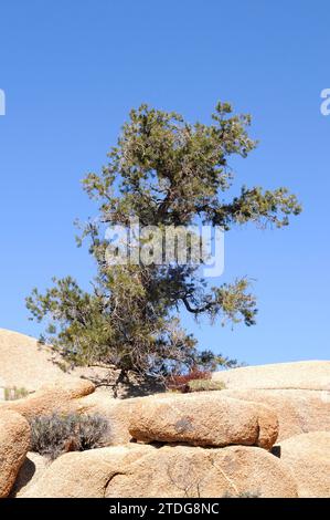 Single-leaf pinyon (Pinus monophylla) is a coniferous tree native to western USA and Baja California (Mexico). This photo was taken in Joshua Tree Nat Stock Photo