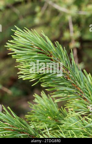 Pinus Pyrenees Pyreneean pine (Pinus nigra salzmannii) is a coniferous tree native to ...
