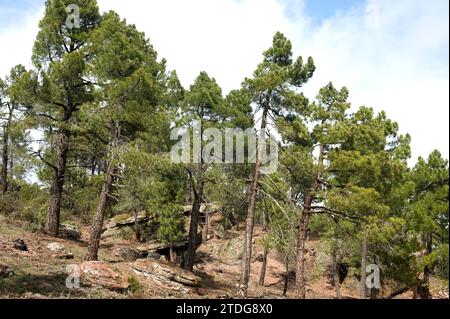 Maritime pine or cluster pine (Pinus pinaster) is a coniferous tree native to Mediterranean Basin, specially to Iberian Peninsula. This photo was take Stock Photo