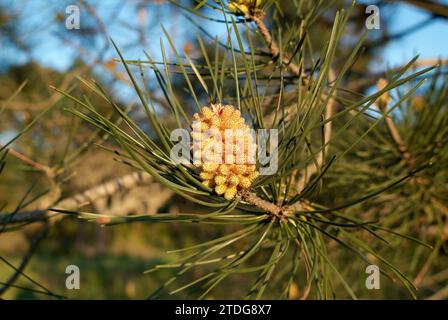 Maritime pine or cluster pine (Pinus pinaster) is a coniferous tree native to Mediterranean Basin, specially to Iberian Peninsula. Male flowers detail Stock Photo