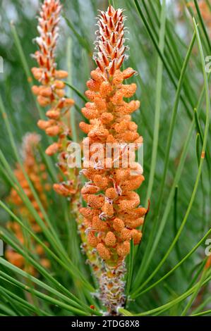 Maritime pine or cluster pine (Pinus pinaster) is a coniferous tree native to Mediterranean Basin, specially to Iberian Peninsula. Male flowers detail Stock Photo