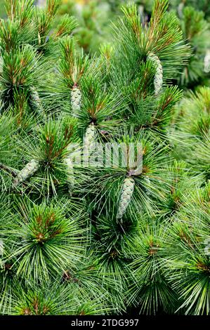 Bhutan pine or Himalayan pine (Pinus wallichiana) is a coniferous tree native to Asian mountains from Afganistan to China. Cones and leaves detail. Stock Photo