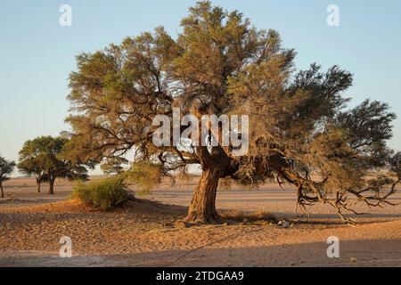 Large acacia tree in the desert, Namibia Stock Photo