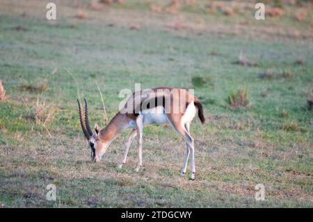 Thomson's gazelle on grassland Stock Photo